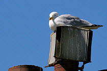 Herring gull (Larus argentatus) nesting on chimneypot, Looe, Cornwall, UK, June.