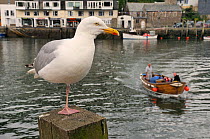 Adult Herring gull (Larus argentatus) standing on one leg on wooden post by Looe harbour, with small ferry boat approaching, Cornwall, UK, June.