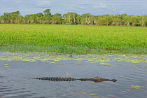 Saltwater Crocodile (Crocodylus porosus) in water Kakadu National Park. Northern Territory. Australia. July