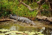Saltwater Crocodile (Crocodylus porosus) going into water, Kakadu National Park, Northern Territory, Australia, July