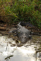 Saltwater Crocodile (Crocodylus porosus), entering water, Kakadu National Park, Northern Territory. Australia.