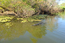 Saltwater Crocodile (Crocodylus porosus) Kakadu National Park. Northern Territory. Australia.