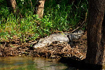 Saltwater Crocodile (Crocodylus porosus) on bank Kakadu National Park, Northern Territory, Australia