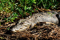 Saltwater Crocodile (Crocodylus porosus) Kakadu National Park, Northern Territory, Australia, July