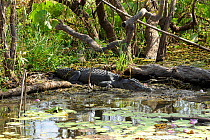Saltwater Crocodile (Crocodylus porosus) Kakadu National Park, Northern Territory, Australia