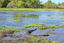 Saltwater Crocodile (Crocodylus porosus) in shallow water, Kakadu National Park, Northern Territory, Australia.
