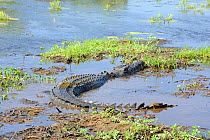Saltwater Crocodile (Crocodylus porosus) in shallow water,  Kakadu National Park. Northern Territory. Australia.