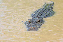 Saltwater Crocodile (Crocodylus porosus) swimming, at surface, Kakadu National Park, Northern Territory, Australia