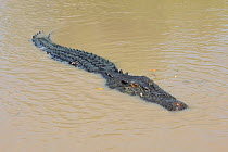 Saltwater Crocodile (Crocodylus porosus), swimming Kakadu National Park, Northern Territory, Australia