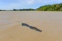 Saltwater Crocodile (Crocodylus porosus), swimming, Kakadu National Park, Northern Territory,~Australia
