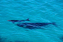 Southern Right Whale (Eubaleana australis) mother and young calf. Fitzgerald National Park, Western Australia, Australia.