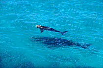 Southern Right Whale (Eubaleana australis) Mother and young calf, Fitzgerald National Park, Western Australia