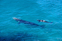 Southern Right Whale (Eubaleana australis) mother and young calf, Fitzgerald National Park, Western Australia