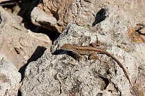 Brown anole (Anolis sagrei) female on rock. Introduced species Everglades National Park, South Florida, USA, May