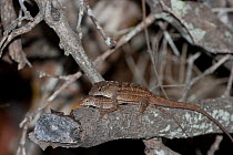 Brown anole (Anolis sagrei) female and male mating, invasive species, Everglades National Park, South Florida, USA, May