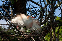 Cattle Egrets (Bubulcus ibis) in breeding plumage, Everglades National Park, South Florida, USA, April
