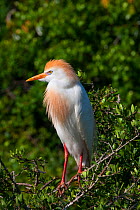 Cattle Egret (Bubulcus ibis) in breeding plumage, perched on branch, Everglades National Park, South Florida, USA, April