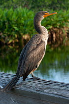 Double-crested Cormorant (Phalacrocorax auritus) Everglades National Park, South Florida, USA. May