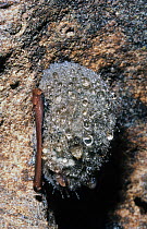 Eastern pipistrelle bat (Pipistrellus subflavus) roosting in cave covered with dew drops. West Florida, USA.