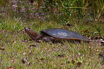 Florida softshell turtle (Apalone ferox), Everglades National Park, South Florida, USA, May