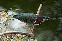 Green Heron (Butorides virescens) crouching on branch waiting for prey, Everglades National Park, South Florida, USA, May