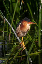 Least Bittern (Ixobrychus exilis), adult perched on reeds, Everglades NP, South Florida, USA, May