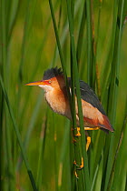 Least Bittern (Ixobrychus exilis) perched on reeds, Everglades National Park, South Florida, USA, May