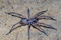 Rosemary Wolf Spider (Lycosa ericeticola), Florida, USA