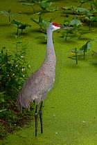 Sandhill Crane (Grus canadensis) standing in algae covered water, South Florida, USA, May