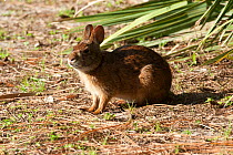 Swamp Rabbit (Sylvilagus aquaticus) Everglades National Park, South Florida, USA, May