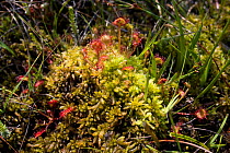Common Sundew (Drosera rotundifolia) carnivorous plant with round hairy leaves growing in moss (Sphagnum cuspidatum) Cefn Bryn, Gower, Wales, UK, June