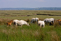Horses and foal grazing species-rich high water line. Whitford National Nature reserve, North Gower, Wales, UK, June