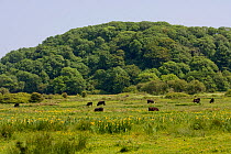 Cattle grazing damp marsh, with extensive Yellow Iris (Iris pseudacororus) Cwm Ivy Marsh, North Gower, Wales, UK, June
