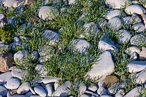 Orache (Atriplex sp) growing between the pebbles on a storm pebble beach, Pwll Du Gower, Wales, UK, June