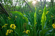 Yellow flag iris (Iris peudacorus ) and Greater water dock ( Rumex hydropathum ) in overgrown Alder wetland, Oxwich National Nature reserve, Gower, Wales, UK, June