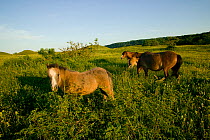 Welsh Mountain Ponies, grazing fixed dune grassland as part of conservation management, Oxwich National Nature Reserve, Gower, Wales, UK, June 2009