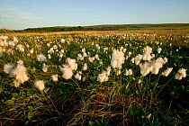 Cotton grass flowering (Eriophorum sp) Gower, Wales, UK, June