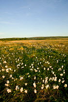 Cotton grass flowering (Eriophorum sp) The Gower, Wales, UK, June