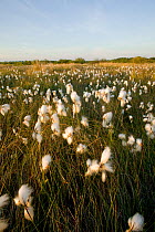 Cotton grass flowering (Eriophorum sp) Gower, Wales, UK, June