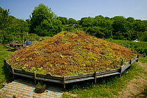 Biologically rich eco-roof top in Caswell Valley Local Nature reserve, Gower, Wales, UK, June 2009