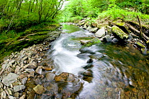 Upland river and gorge woodland, Cwm Clydach, RSPB Nature Resrve, Swansea, Wales, UK, June