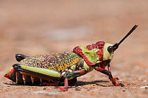 Koppie Foam / Foaming Grasshopper (Dictyophorus spumans). Umfolozi Hluhluwe National Park, South Africa, October.