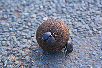 Dung Beetles (Scarabaeus aeratus) rolling a ball of dung. Umfolozi-Hluhluwe National Park, South Africa, October.