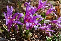 Spring Meadow Saffron (Colchicum bulbocodium) flowering. Southern Europe, March.
