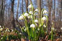 Spring Snowflake (Leucojum vernum) flowering in woodland. Oderwald, Lower Saxony, Germany, March.