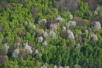 Aerial view of forest with white flowering wild Cherry Trees (Prunus) in spring. Elm, Lower Saxony, Germany, Europe, April 2012.