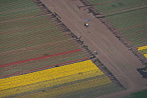 Aerial view of tulip fields flowering red and yellow. Saxony-Anhalt, Germany, April 2012.