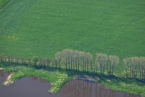 Aerial view of row of trees along Elbe River. Saxony, Germany, April 2012.