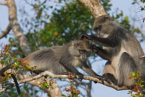 Vervet Monkeys (Cercopithecus aethiops / pygerythrus) mutually groooming on branch. St Lucia Wetland National Park, KwaZulu-Natal, South Africa, October.