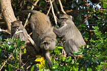 Vervet Monkeys ( Cercopithecus aethiops / pygerythrus) in tree. St Lucia Wetland National Park, KwaZulu-Natal, South Africa, October.